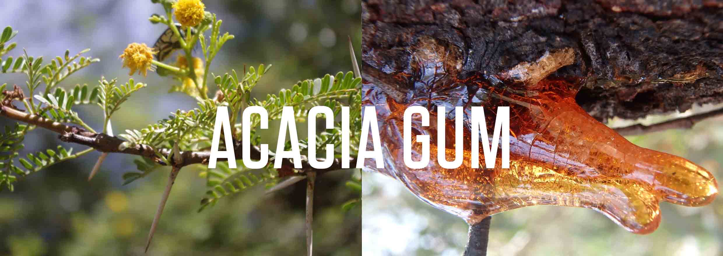Np Acacia Np Acacia