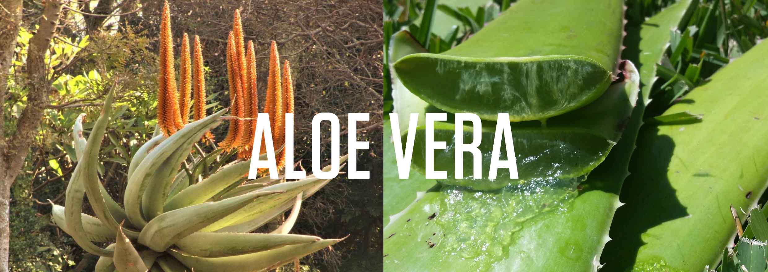 Np Aloe Np Aloe
