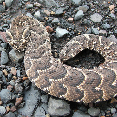 Puff Adder