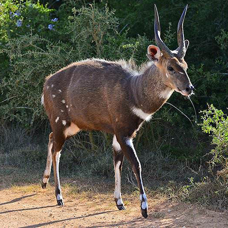 Bushbuck