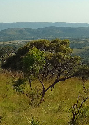 Mule Trail