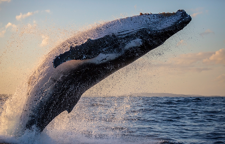 Whalewatching